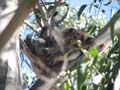 Koala with Baby